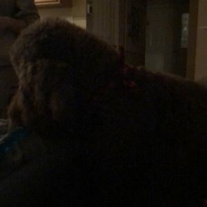 Meet your Posher, Nick